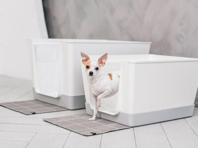 "doggy bathroom indiaartndesign"